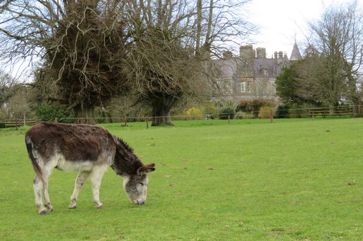 Blarney Castle Gardens