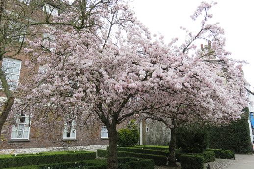 Cambridge Cherry Blossoms