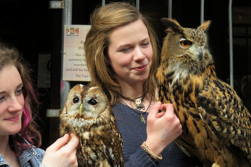 Hedwig clones in Edinburgh