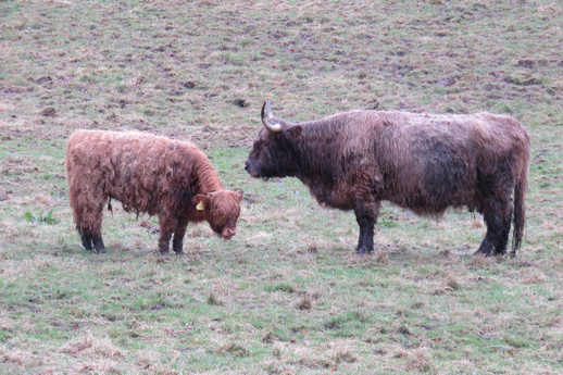 Highland cows