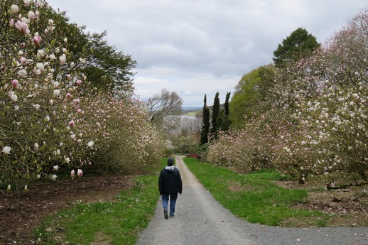 Mount Congreve Gardens (iii), Waterford