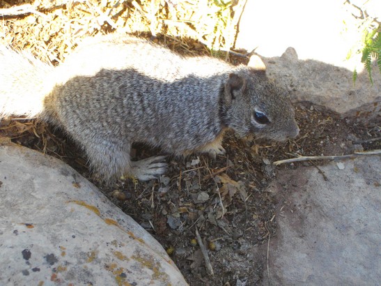 Squirrel, Bright Angel Lodge